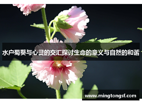 水户蜀葵与心灵的交汇探讨生命的意义与自然的和谐